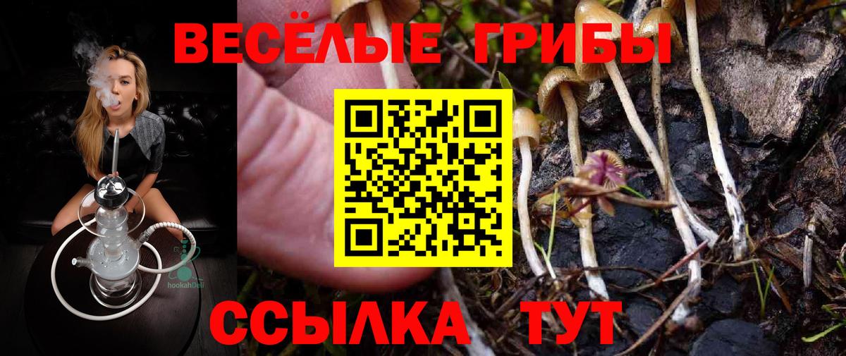 Псилоцибиновые грибы Psilocybe Белгород